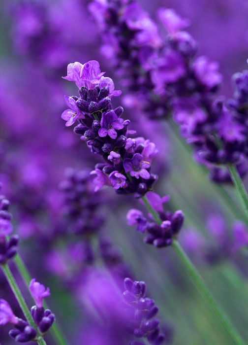 Lavandula angustifolia