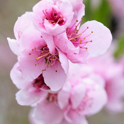 Peach blossom 500x500